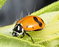 Hippodamia glacialis