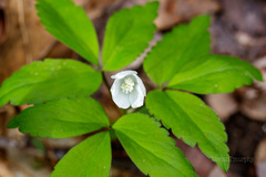 Anemonoides lancifolia