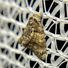 Chlumetia