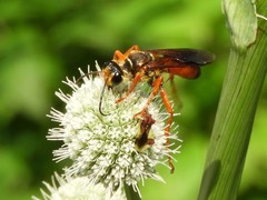 Sphex ichneumoneus