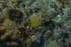 Leptoria phrygia