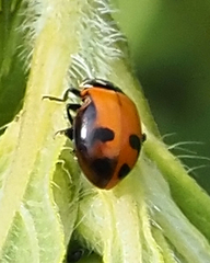 Hippodamia glacialis