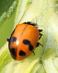 Hippodamia glacialis