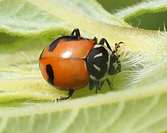 Hippodamia glacialis