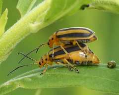 Trirhabda canadensis