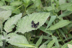 Parcella amarynthina