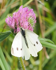 Pieris rapae