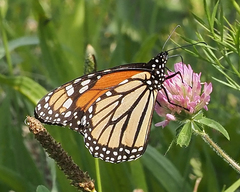 Danaus plexippus