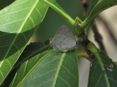 Symbiopsis lenitas