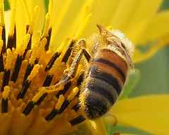 Apis mellifera