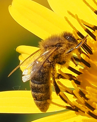 Apis mellifera