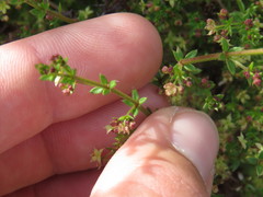Galium nuttallii nuttallii
