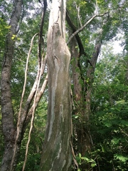 Chloroleucon mangense