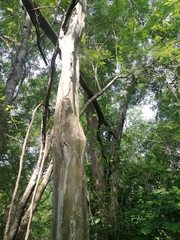 Chloroleucon mangense