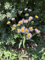 Erigeron glabellus