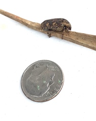 Protaetia fusca