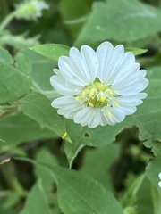 Polymnia canadensis radiata