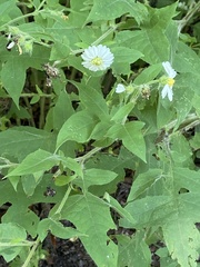 Polymnia canadensis radiata