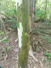 Chloroleucon mangense