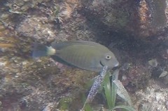 Acanthurus chirurgus