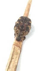 Protaetia fusca