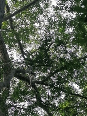 Chloroleucon mangense