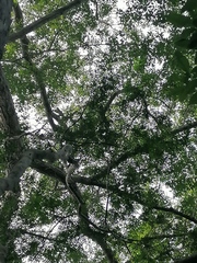 Chloroleucon mangense