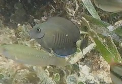 Acanthurus chirurgus