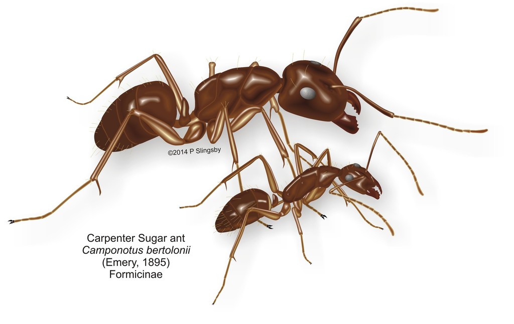 Brown Sugar Ant