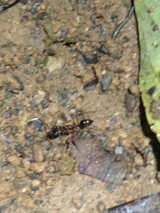 Odontomachus bauri