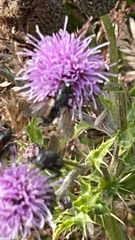 Eriothrix rufomaculata