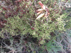 Galium nuttallii nuttallii