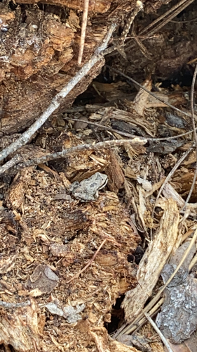 iNaturalist observation photo of Pacific chorus frog