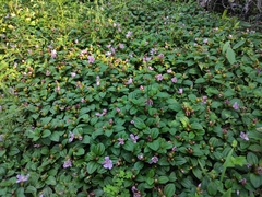 Melastoma dodecandrum