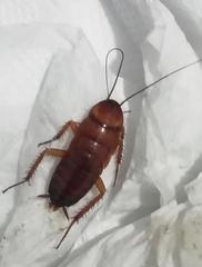 Periplaneta americana