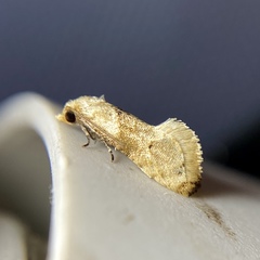 Eupoecilia acrographa