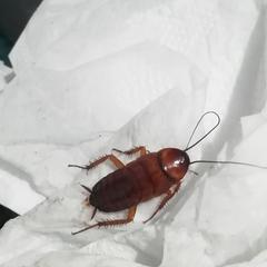 Periplaneta americana