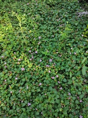 Melastoma dodecandrum