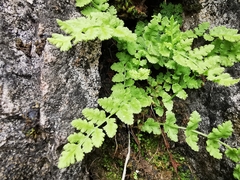 Woodsia mexicana