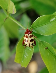 Notozona histrionica