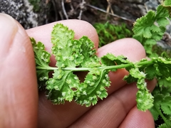Woodsia mexicana