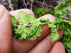 Woodsia mexicana