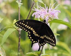 Papilio polyxenes