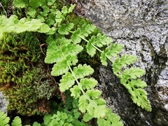 Woodsia mexicana