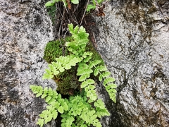 Woodsia mexicana