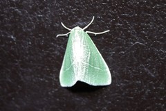 Chlorosea roseitacta