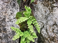 Woodsia mexicana