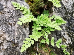 Woodsia mexicana