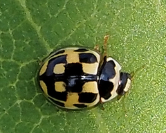 Propylea quatuordecimpunctata