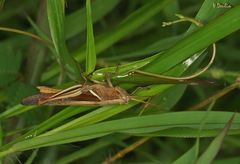 Stenocatantops splendens